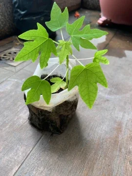 Beli Anak Pokok Betik Pada Harga Terendah Lazada Com My