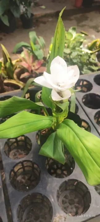 Anak Pokok Bunga Tulip Siam Putih Lazada