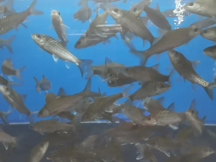 Anak Ikan Kelah Merah Tor Tambroides 1 5 Lazada