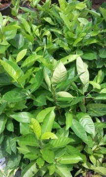 Beli Anak Pokok Daun Salam Pada Harga Terendah Lazada Com My