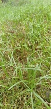 Beli Herba Kucing Pada Harga Terendah Lazada Com My