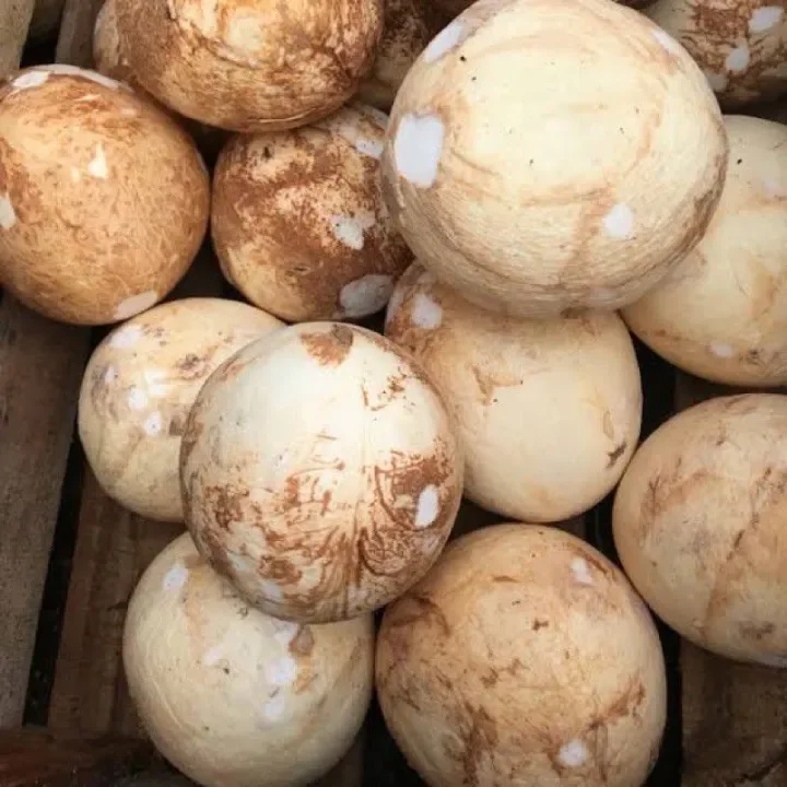 Kelapa Sayur Udah Di Kupas Tinggal Di Parut Lazada Indonesia