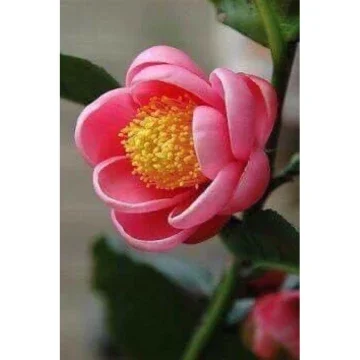 Beli Pokok Bunga Camelia Pada Harga Terendah Lazada Com My