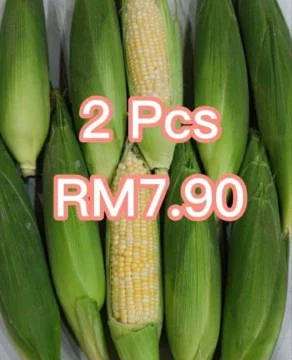 Grade Aa Cameron Highlands Pearl Corn Gred Aa Jagung Mutiara Cameron Highlands 金马伦珍珠玉米 Shopee Singapore