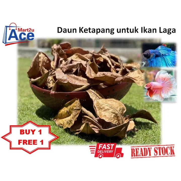 Rs 20pcs Daun Ketapang Untuk Ikan Laga Guppy Air Ikan Indian Almond Leaves Lazada