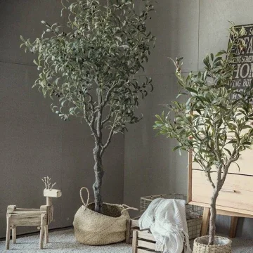 Beli Olive Tree Plant Pada Harga Terendah Lazada Com My