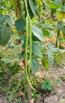 Beli Pokok Kacang Panjang Pada Harga Terendah Lazada Com My
