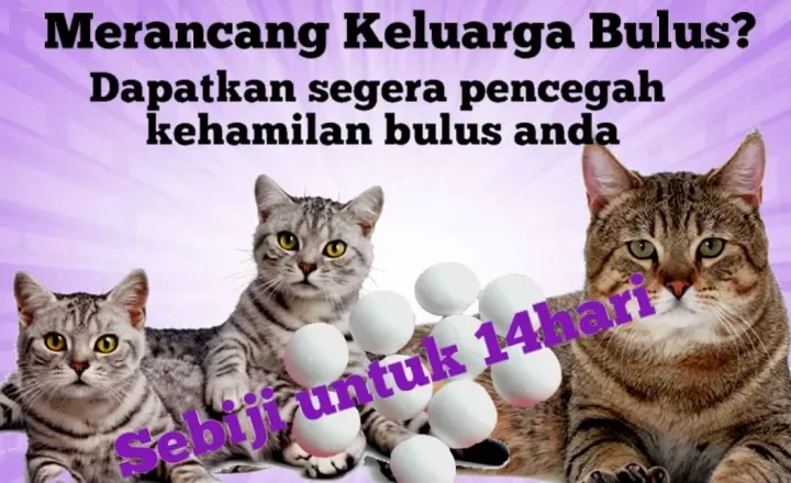 Pil Perancang Kucing Ubat Perancang Kehamilan Kucing Ubat Elak Kucing Bunting Ubat Elak Kucing Mengandung Sebiji Lazada