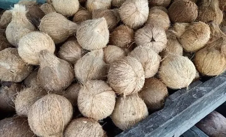 Harga Baru Bulan Juli 1 Butir Kelapa Parut Santan Kelapa Tua Besar Dan Segar Tetap Murah Meriah Lazada Indonesia