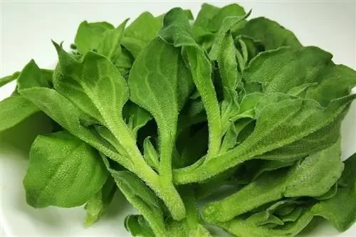 Cameron Highland Ice Plant 冰菜 100g Lazada