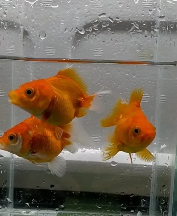 Ryukin Goldfish Sizw 2 Inch 1 Pcs For Rm28 Lazada