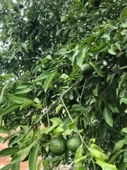 Limau Mata Kerbau 1biji Lazada