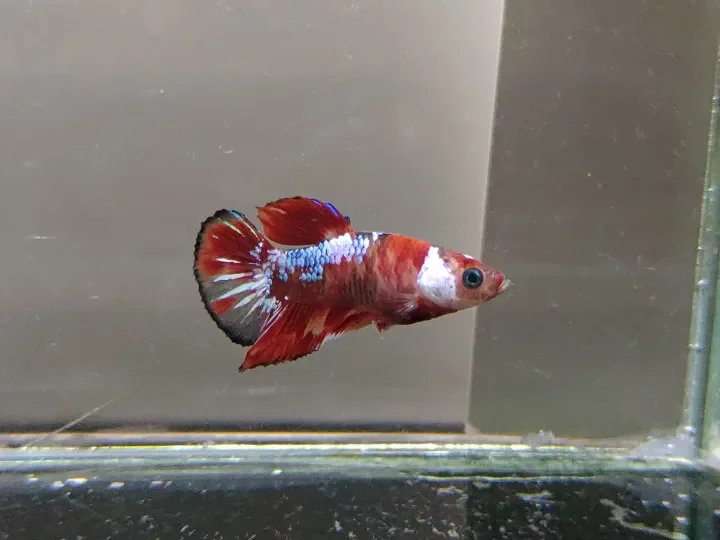 Betta Fish Ikan Laga Candy Galaxy Monkey Face Male Lazada