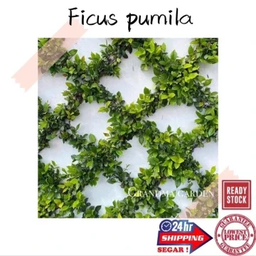 Beli Pokok Hiasan Pagar Pada Harga Terendah Lazada Com My