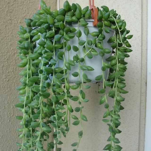 Pokok String Of Tears Succulent Pokok Gantung Berjuntai Hidup Lazada
