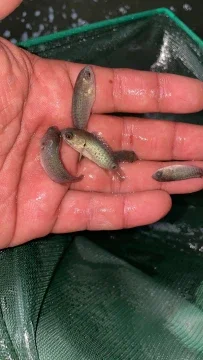 Beli ikan ekor Pada Harga Terendah Lazada.com.my