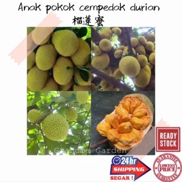 Beli Tip Top Durian Pada Harga Terendah Lazada Com My