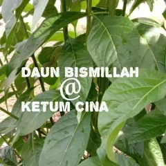 70 Helai Lebih Daun Bismillah Atau Daun Ketum Cina Lazada