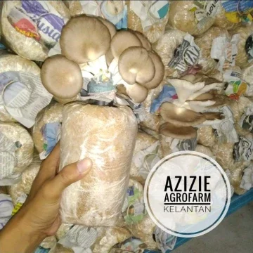 Beli benih cendawan tiram Pada Harga Terendah Lazada.com.my