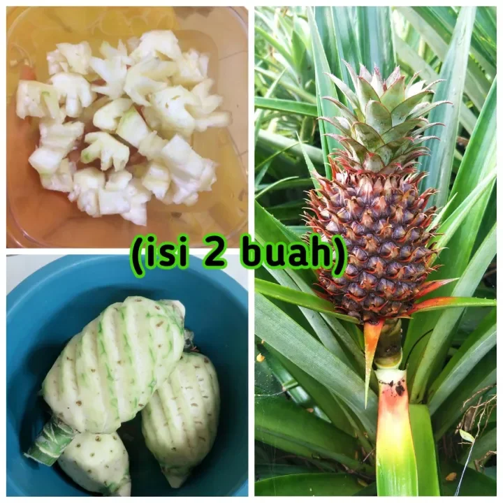 Nanas Muda Asli 100 Pelancar Haid Isi 2 Buah Nanas Muda Obat Tradisional Pelancar Haid Ob Lazada Indonesia