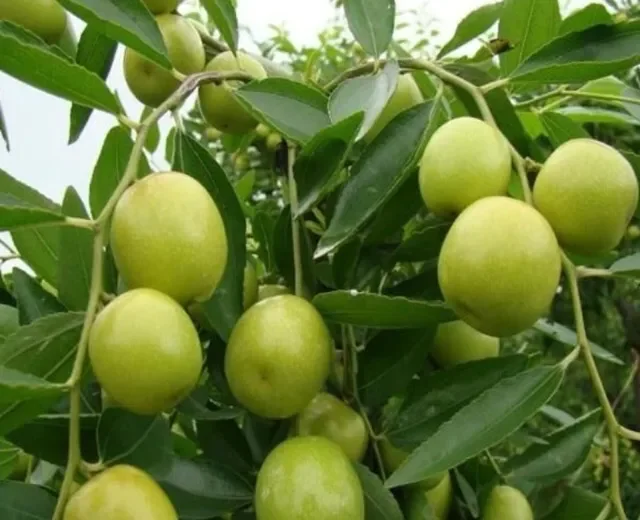 Ae Anak Pokok Bidara Epal Buah Besar Bidara Cepat Berbuah Lazada