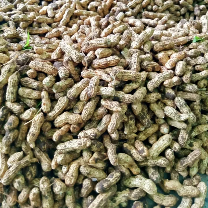 1kg Kacang Tanah Mentah Cocok Untuk Kacang Rebus Fresh Lazada Indonesia