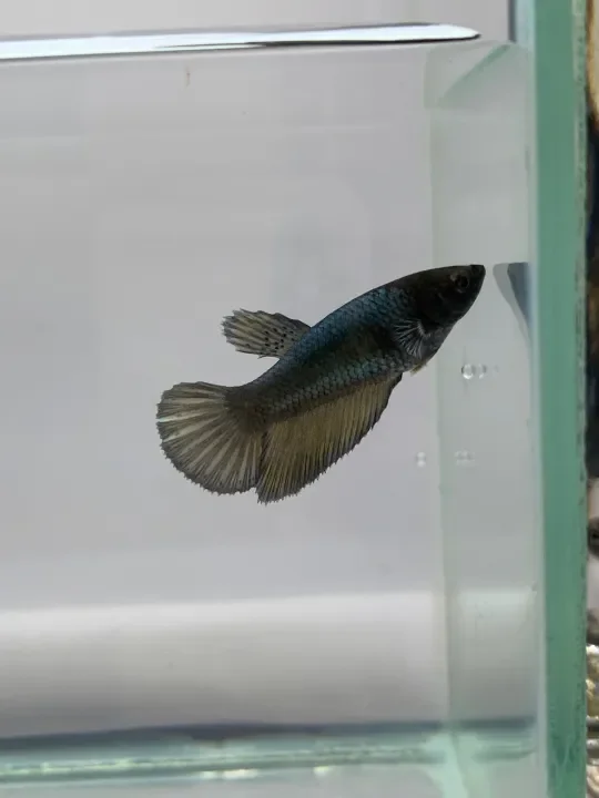 Halfmoon Copper Female Ready Breed Ready Stock Ikan Laga Betina Lazada
