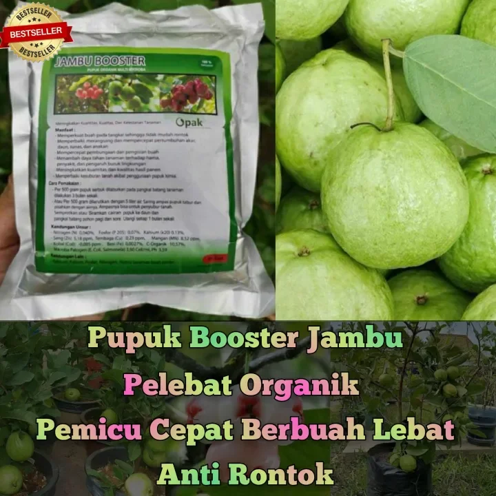 Pupuk Booster Jambu Pelebat Organik Cepat Berbuah Lebat Pupuk Anti Rontok Jambu Pupuk Jambu Biji Pupuk