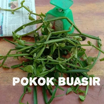 Beli Pokok Tulang Pada Harga Terendah Lazada Com My