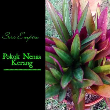 Beli pokok nenas kerang Pada Harga Terendah  Lazada.com.my