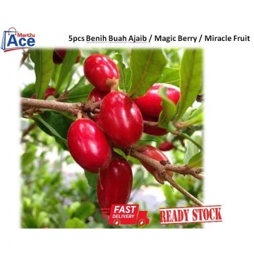 Beli Pokok Buah Ajaib Pada Harga Terendah Lazada Com My