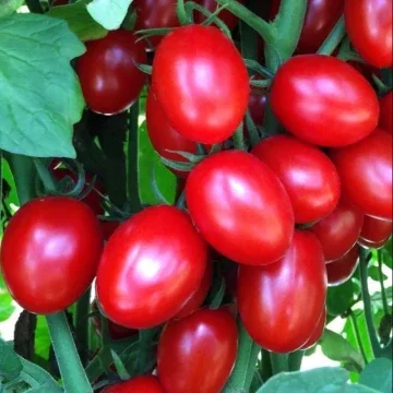 Beli Anak Pokok Tomato Pada Harga Terendah Lazada Com My