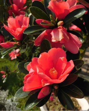 Beli Pokok Bunga Camelia Pada Harga Terendah Lazada Com My