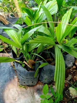 Beli Pokok Palas Pada Harga Terendah Lazada Com My