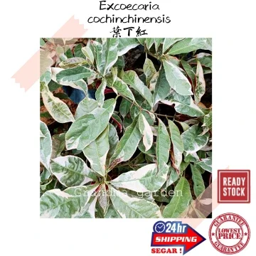 Beli Pokok Daun Merah Pada Harga Terendah Lazada Com My