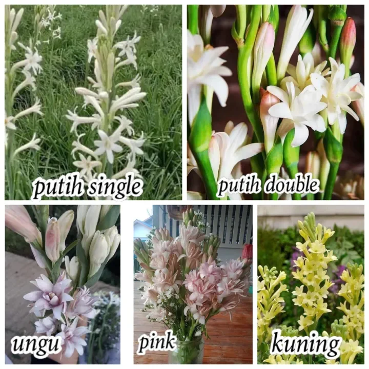 Pokok Bunga Wangi Harum Sundal Malam Tuberose Warna Putih Pink Ungu Dan Kuning Lazada