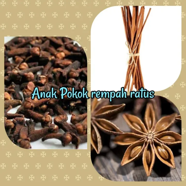 Anak Pokok Rempah Ratus Real Plant Cengkih Bunga Lawang Kulit Kayu Manis Lazada