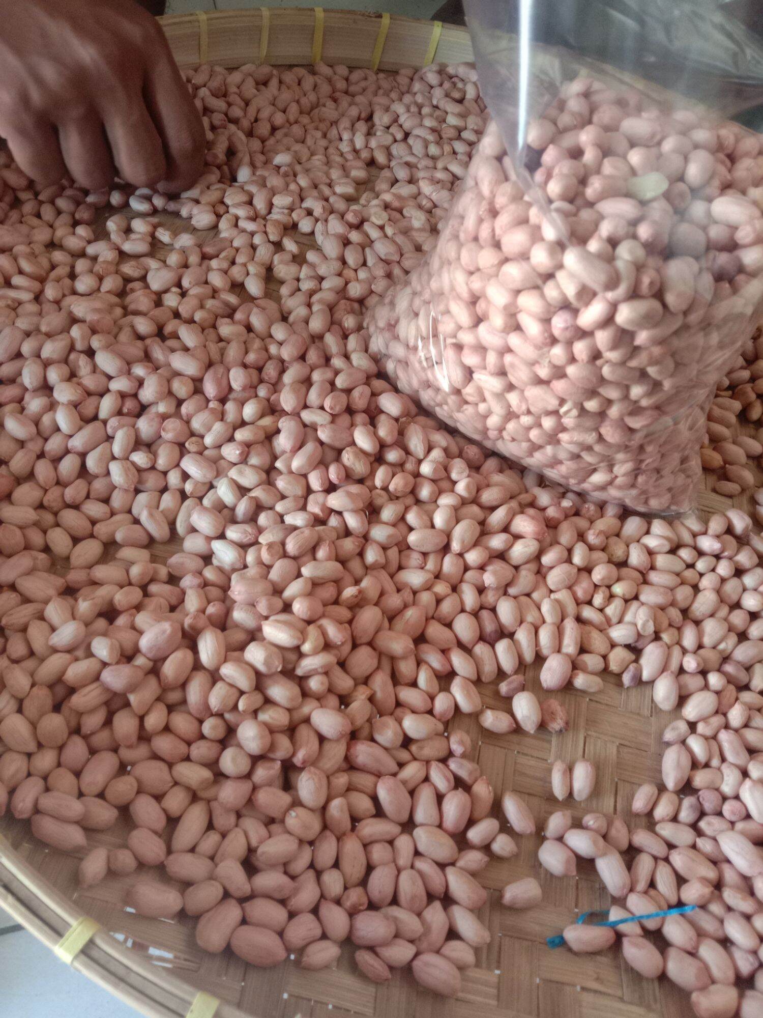 kacang tanah varietas gajah