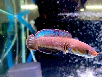 Ikan Almost Anything For Sale In Malaysia Mudah My