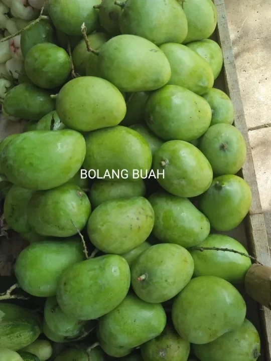 Buah Mangga Muda 1kg Lazada Indonesia