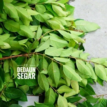 Beli Anak Pokok Daun Salam Pada Harga Terendah Lazada Com My