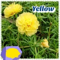 Vietnam Rose Plant Shop Vietnam Rose Plant With Great Discounts And Prices Online Lazada Philippines
