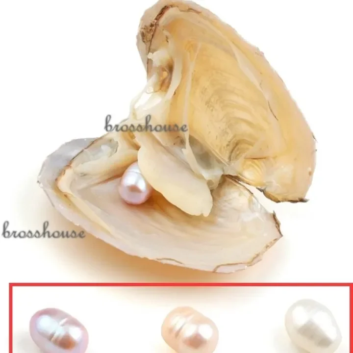 Kerang Mutiara Asli Air Tawar Lazada Indonesia