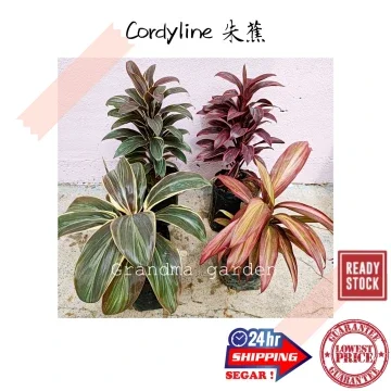 Beli Tumbuhan Daun Merah Pada Harga Terendah Lazada Com My