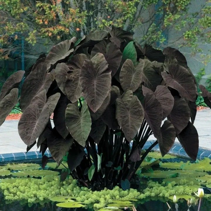 Pokok Keladi Air Batang Hitam Lazada